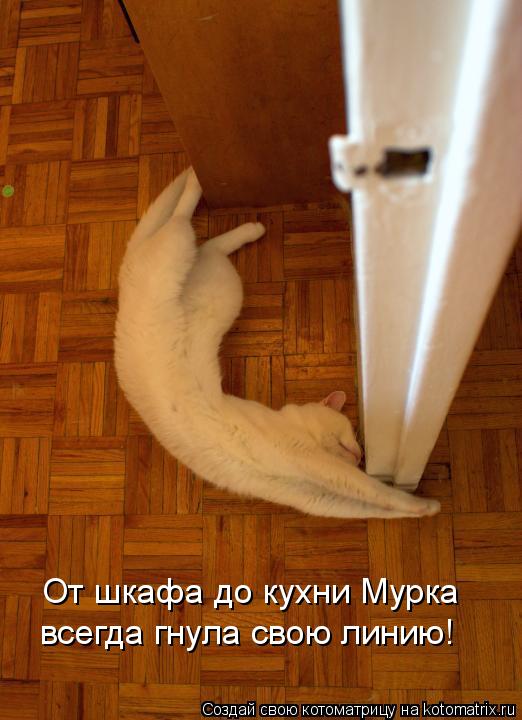 От шкафа до кухни Мурка всегда гнула свою линию!... Котоматрица: От шкафа до кухни Мурка всегда гнула свою линию!