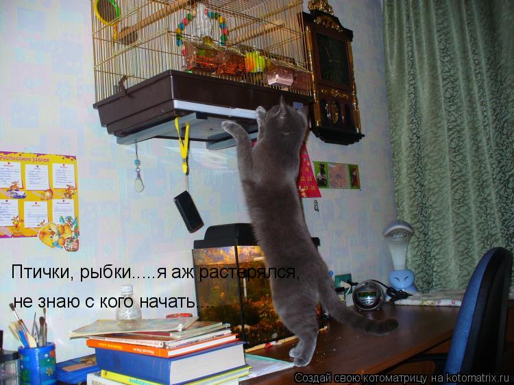 Котоматрица: Птички, рыбки.....я аж растерялся, не знаю с кого начать....