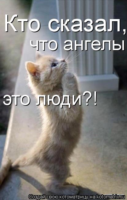 Котоматрица: Кто сказал, что ангелы это люди?! это люди?!