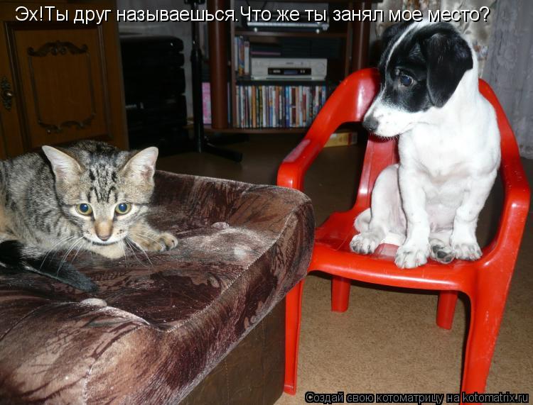 Котоматрица: Эх!Ты друг называешься.Что же ты занял мое место?