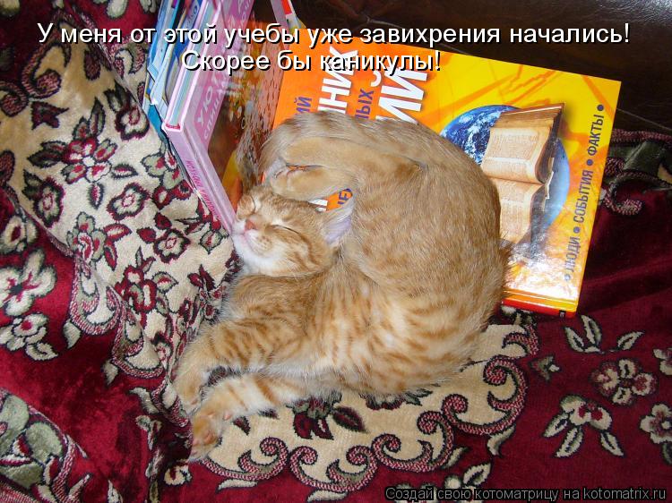 Котоматрица: У меня от этой учебы уже завихрения начались! Скорее бы каникулы!