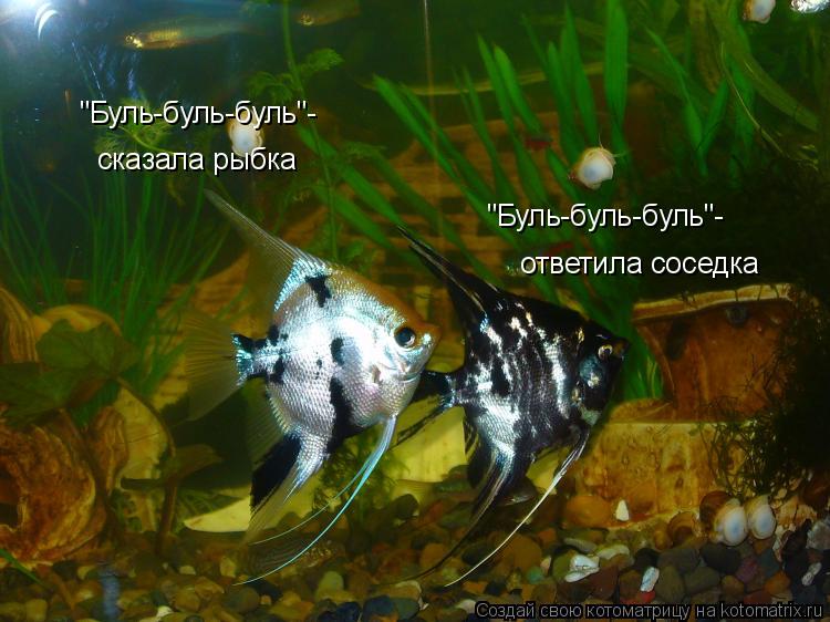 Котоматрица: "Буль-буль-буль"- сказала рыбка "Буль-буль-буль"- ответила соседка