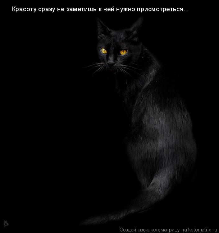 Красоту сразу не заметишь к ней нужно присмотреться...... Котоматрица: Красоту сразу не заметишь к ней нужно присмотреться...