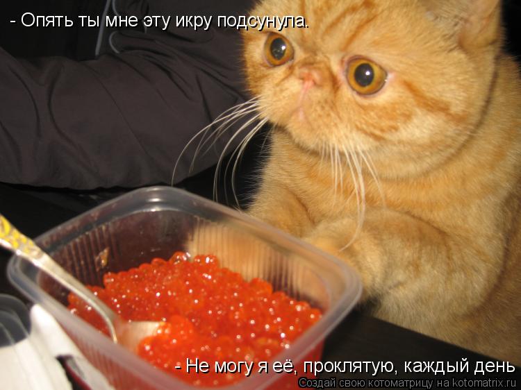 Котоматрица: - Опять ты мне эту икру подсунула. - Не могу я её, проклятую, каждый день есть.
