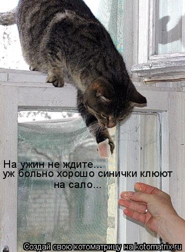 На ужин не ждите... уж больно хорошо синички клюют на сало...... Котоматрица: На ужин не ждите... уж больно хорошо синички клюют на сало...