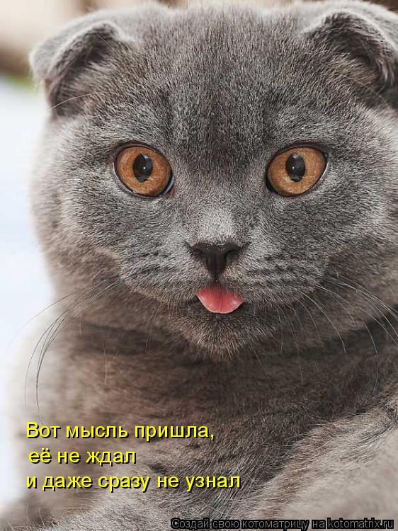 Вот мысль пришла, её не ждал и даже сразу не узнал... Котоматрица: Вот мысль пришла, её не ждал и даже сразу не узнал