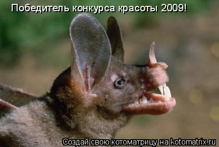 Победитель конкурса красоты 2009!... Котоматрица: Победитель конкурса красоты 2009!