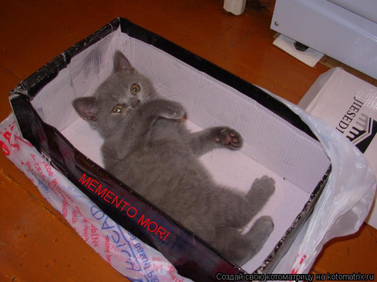 Котоматрица: MEMENTO MORI