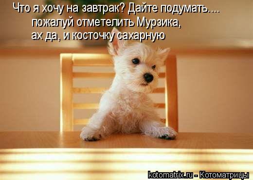 Котоматрица: Что я хочу на завтрак? Дайте подумать.... пожалуй отметелить Мурзика,  ах да, и косточку сахарную