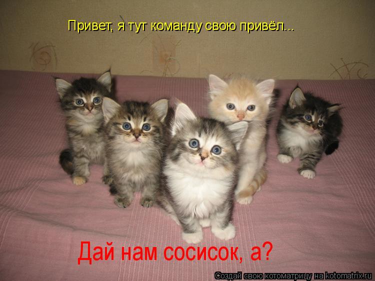 Котоматрица: Привет, я тут команду свою привёл... Дай нам сосисок, а?
