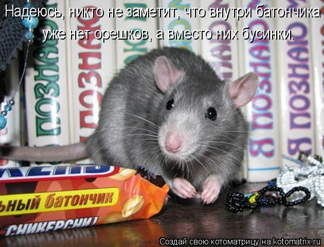 Котоматрица: Надеюсь, никто не заметит, что внутри батончика уже нет орешков, а вместо них бусинки.