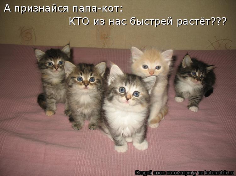 А признайся папа-кот: КТО из нас быстрей растёт???... Котоматрица: А признайся папа-кот: КТО из нас быстрей растёт???