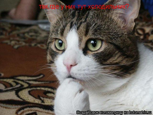 Котоматрица: так,где у них тут холодильник?