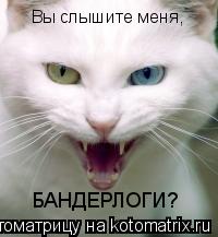 Котоматрица: Вы слышите меня, БАНДЕРЛОГИ?
