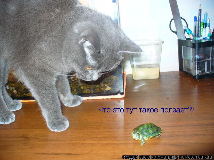Котоматрица: Что это тут такое ползает?!