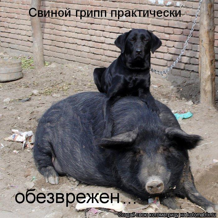 Котоматрица: Свиной грипп практически обезврежен ...
