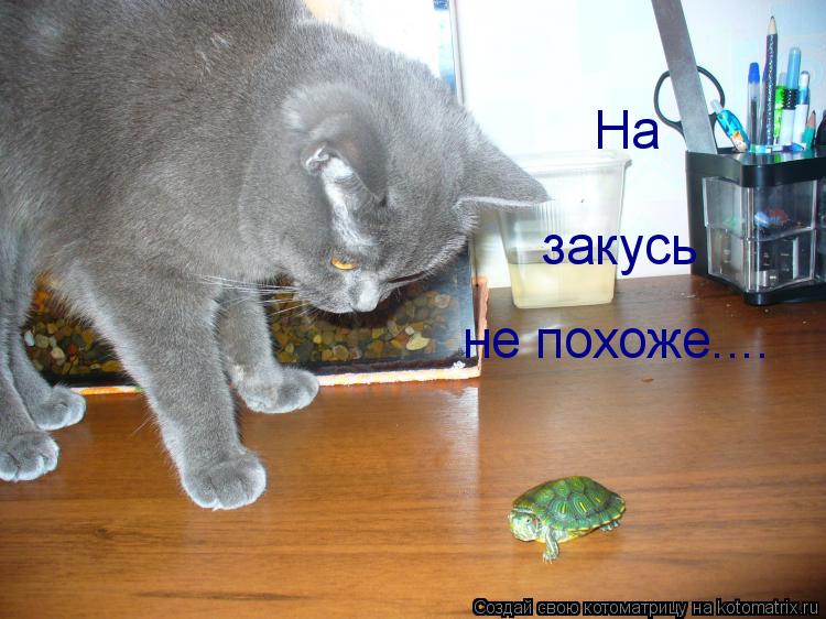 Котоматрица: На закусь не похоже....
