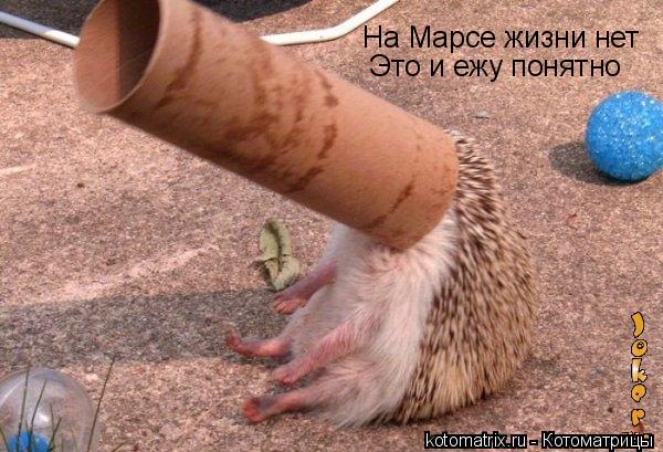 Котоматрица: На Марсе жизни нет Это и ежу понятно