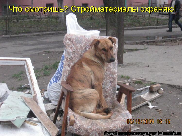 Котоматрица: Что смотришь? Стройматериалы охраняю!