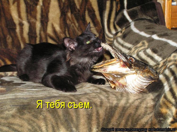 Котоматрица: Я тебя съем.