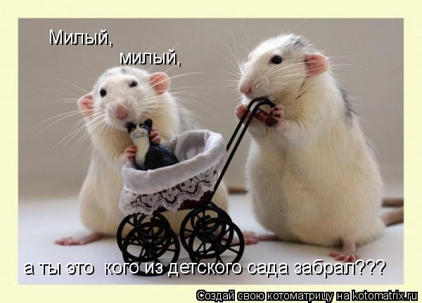 Котоматрица: Милый, милый, а ты это  кого из детского сада забрал???