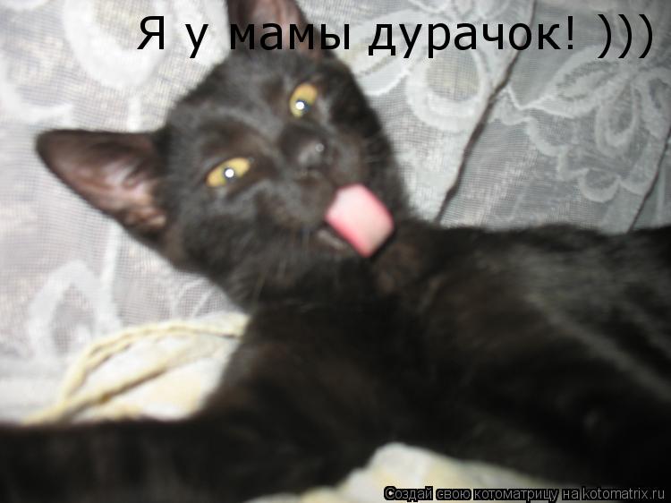 Котоматрица: Я у мамы дурачок! )))