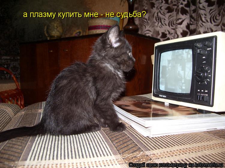 Котоматрица: а плазму купить мне - не судьба?