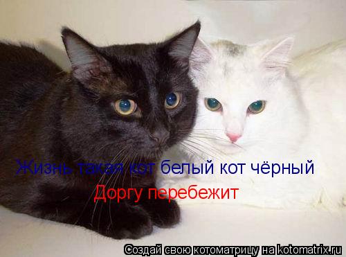 Жизнь такая кот белый кот чёрный Жизнь такая кот белый кот чёрный Доргу перебежит... Котоматрица: Жизнь такая кот белый кот чёрный Жизнь такая кот белый кот чёрный Доргу перебежит