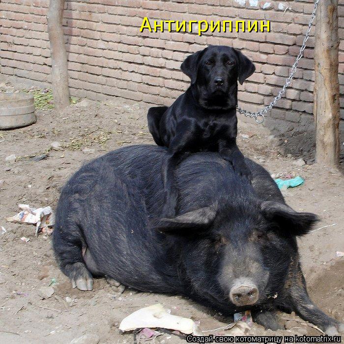 Антигриппин... Котоматрица: Антигриппин