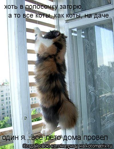 хоть в полосочку загорю. один я...все лето дома провел а то все коты, как коты, на даче.... Котоматрица: хоть в полосочку загорю. один я...все лето дома провел а то все коты, как коты, на даче.