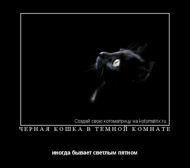 Котоматрица: черная кошка в темной комнате иногда бывает светлым пятном
