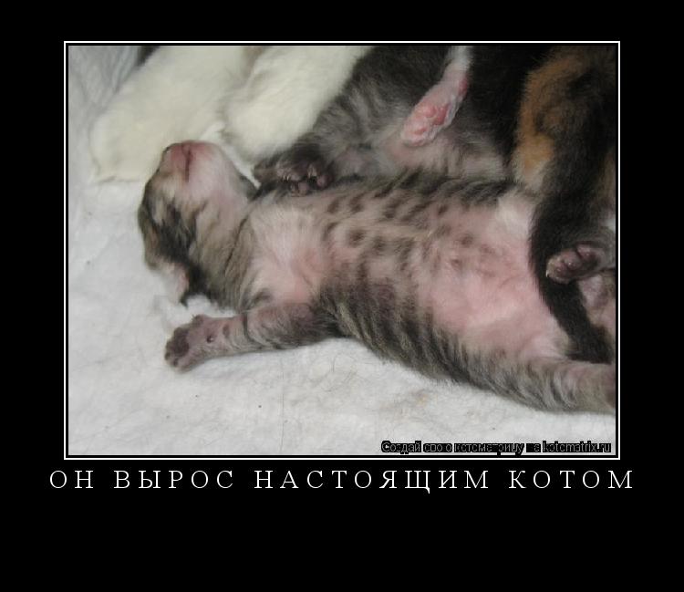 Котоматрица: он вырос настоящим котом 