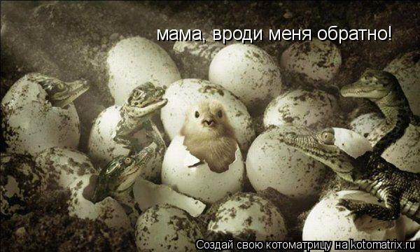 мама, вроди меня обратно!... Котоматрица: мама, вроди меня обратно!