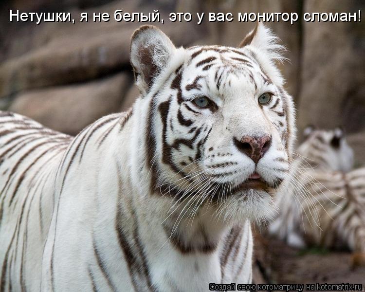 Нетушки, я не белый, это у вас монитор сломан!... Котоматрица: Нетушки, я не белый, это у вас монитор сломан!
