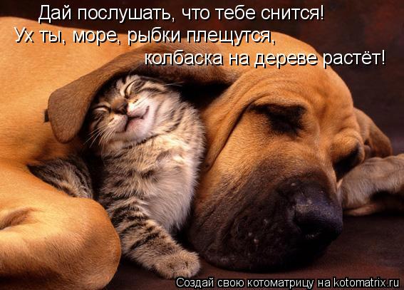 Дай послушать, что тебе снится! Ух ты, море, рыбки плещутся, колбаска на дереве растёт!... Котоматрица: Дай послушать, что тебе снится! Ух ты, море, рыбки плещутся, колбаска на дереве растёт!