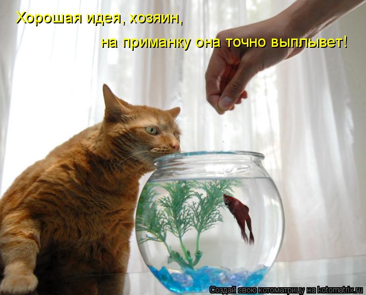 Хорошая идея, хозяин, на приманку она точно выплывет!... Котоматрица: Хорошая идея, хозяин, на приманку она точно выплывет!