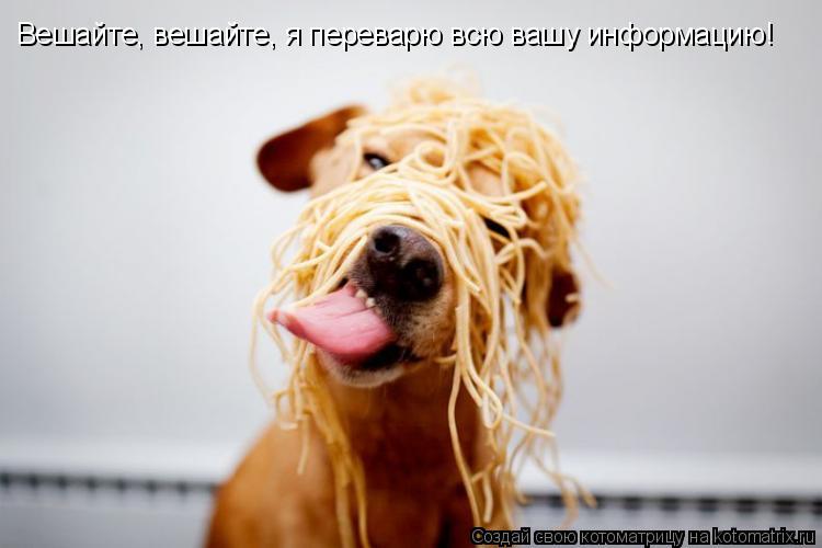 Вешайте, вешайте, я переварю всю вашу информацию!... Котоматрица: Вешайте, вешайте, я переварю всю вашу информацию!