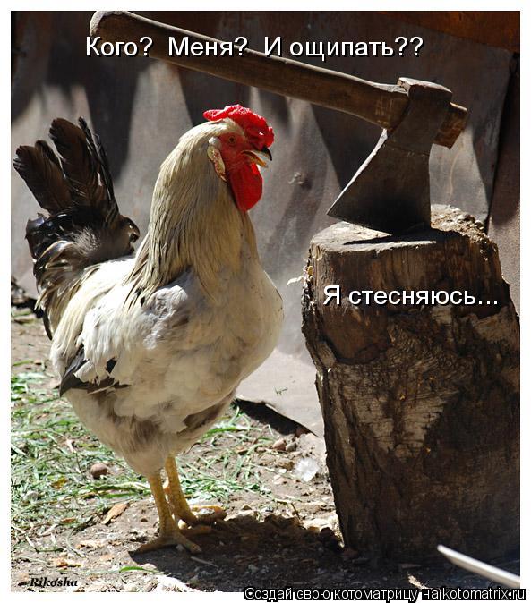 Кого? Меня? И ощипать?? Я стесняюсь...... Котоматрица: Кого? Меня? И ощипать?? Я стесняюсь...
