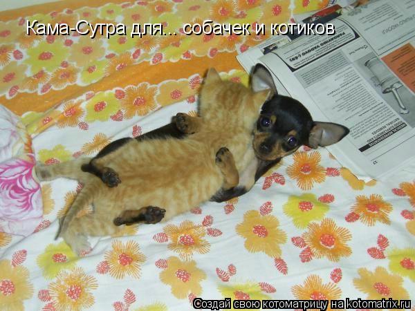 Кама-Сутра для... собачек и котиков... Котоматрица: Кама-Сутра для... собачек и котиков