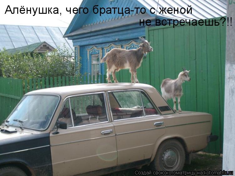 Алёнушка, чего братца-то с женой не встречаешь?!!... Котоматрица: Алёнушка, чего братца-то с женой не встречаешь?!!