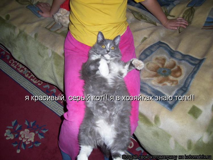 Котоматрица: я красивый, серый кот!! я в хозяйках знаю толк!!