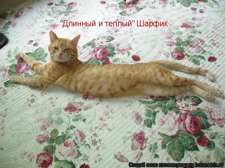 Котоматрица: "Длинный и теплый" Шарфик