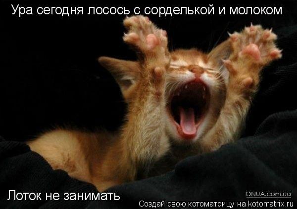 Котоматрица: Ура сегодня лосось с сорделькой и молоком Лоток не занимать