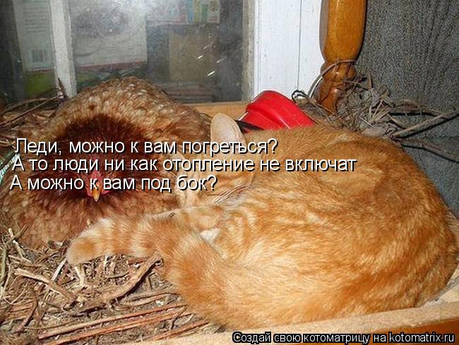 Котоматрица: Леди, можно к вам погреться? А то люди ни как отопление не включат А можно к вам под бок? А можно к вам под бок?