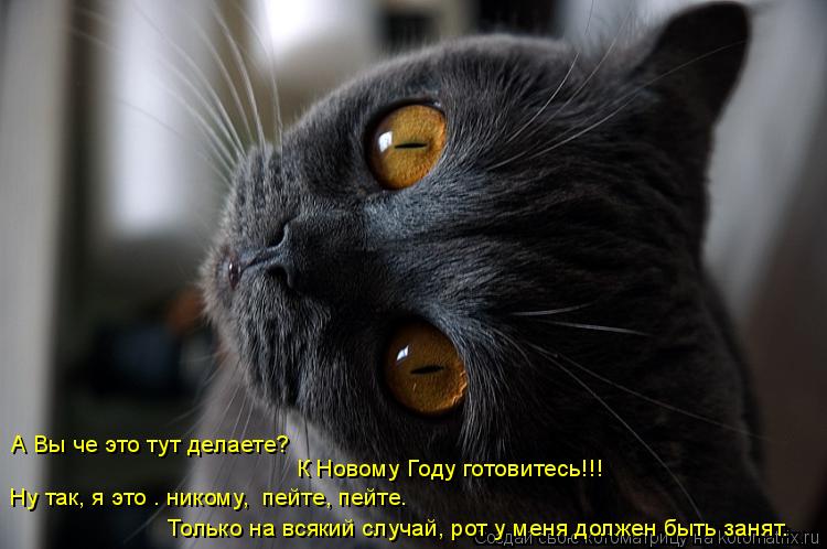 А Вы че это тут делаете? К Новому Году готовитесь!!! Ну так, я это – никому, пейте, пейте. Только н... Котоматрица: А Вы че это тут делаете? К Новому Году готовитесь!!! Ну так, я это – никому, пейте, пейте. Только на всякий случай, рот у меня должен быть занят