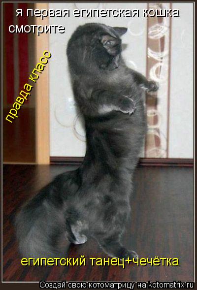 Котоматрица: я первая египетская кошка смотрите правда класс египетский танец+чечётка