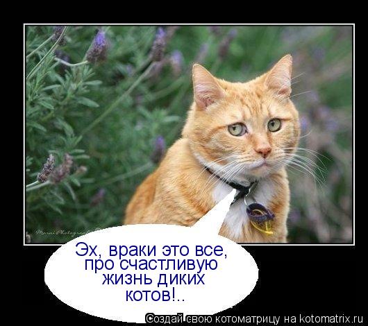 Котоматрица: Эх, враки это все, про счастливую  жизнь диких котов!..