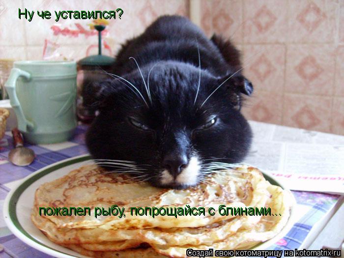 Ну че уставился? пожалел рыбу, попрощайся с блинами...... Котоматрица: Ну че уставился? пожалел рыбу, попрощайся с блинами...