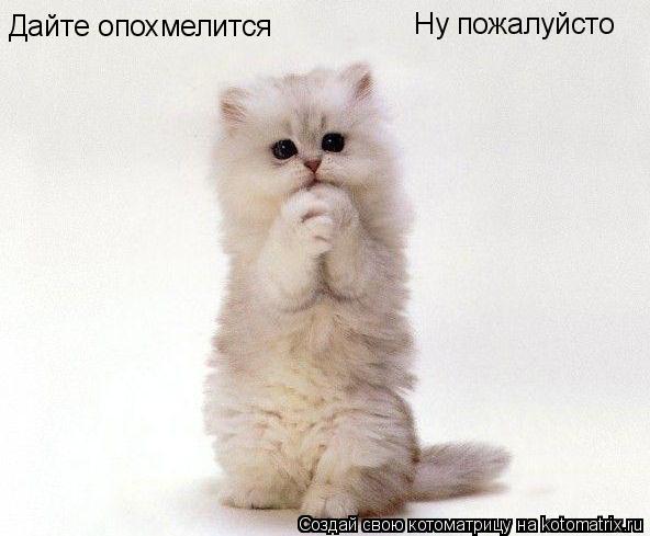 Дайте опохмелится Ну пожалуйсто... Котоматрица: Дайте опохмелится Ну пожалуйсто