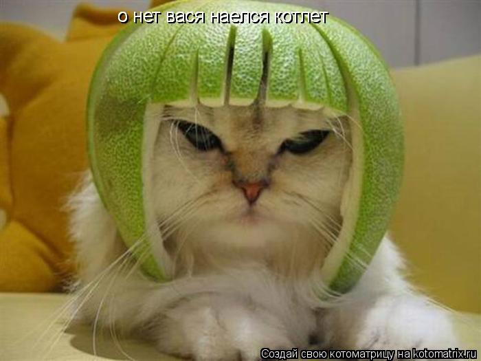о нет вася наелся котлет о нет вася наелся котлет о нет вася наелся котлет... Котоматрица: о нет вася наелся котлет о нет вася наелся котлет о нет вася наелся котлет